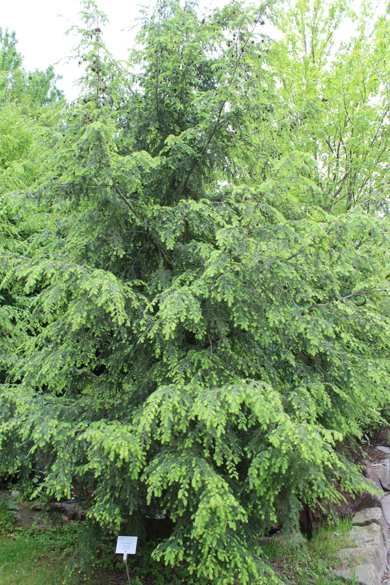 eastern-hemlock-crandall-park-trees