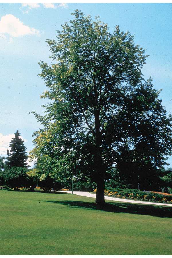 How to Identify the American Basswood, Washington University Arboretum